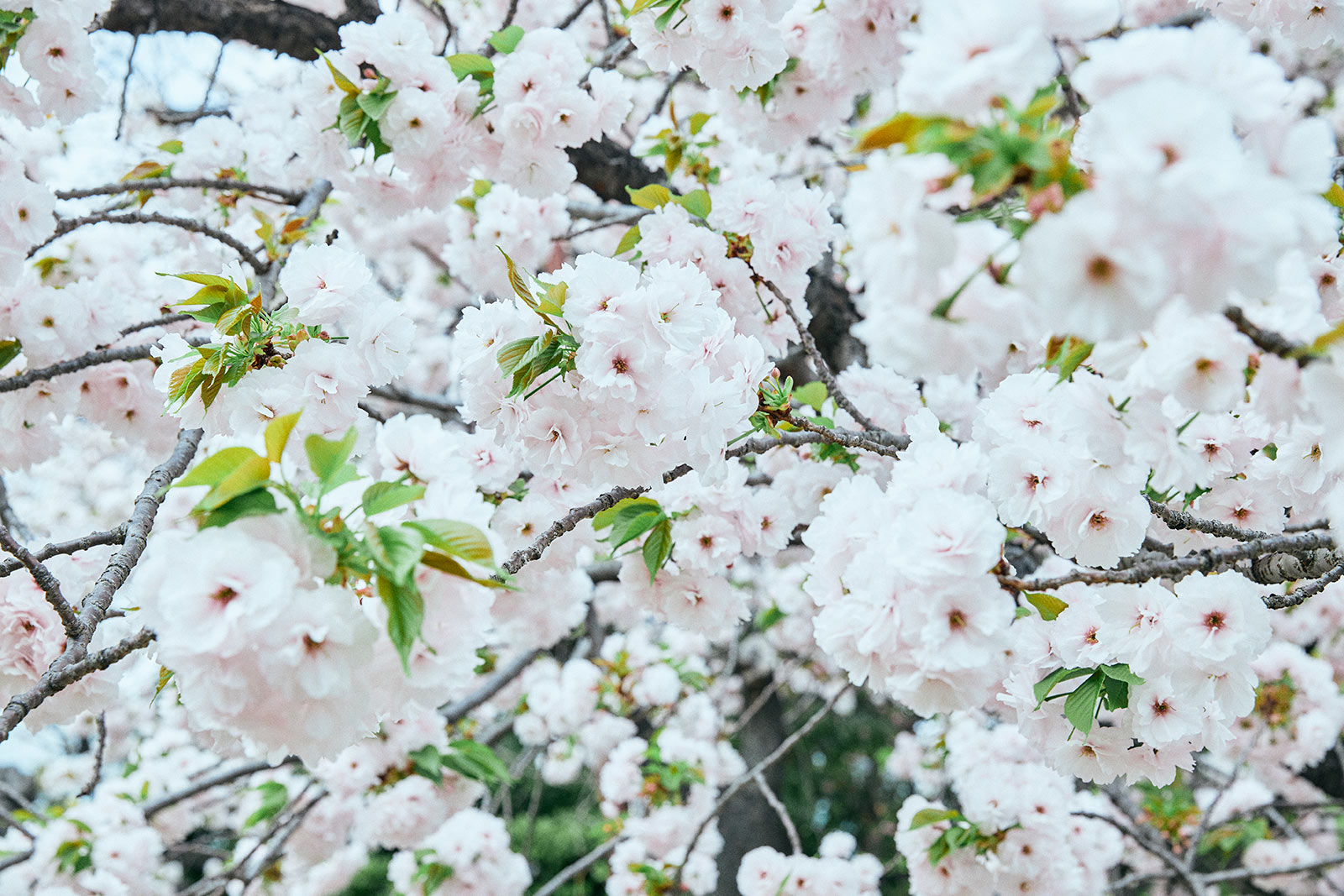 cherry blossoms japan tokyo